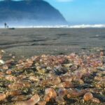 Thousands of ‘Skin-Breathing’ Sea Cucumbers Wash Ashore on Oregon Coast