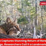 Trail Camera Captures Stunning Return of Rare Wild Animal in Chicago, Researchers Call It a Landmark Sighting