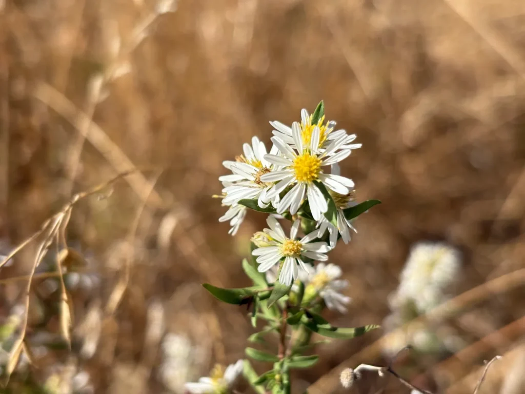 Willamette Land Trust Gains 75-Acre Wet Prairie Near Barton