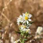Willamette Land Trust Gains 75-Acre Wet Prairie Near Barton