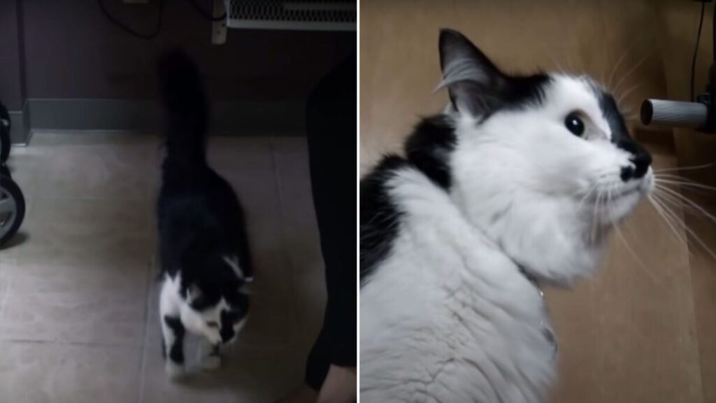 “Cat From Hell” Attacks Baby in Oregon — But What Happens Next Surprises Everyone