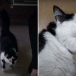 “Cat From Hell” Attacks Baby in Oregon — But What Happens Next Surprises Everyone