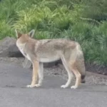 Coyote That Bit 9-Year-Old in Northeast Portland Captured and Euthanized, Officials Confirm