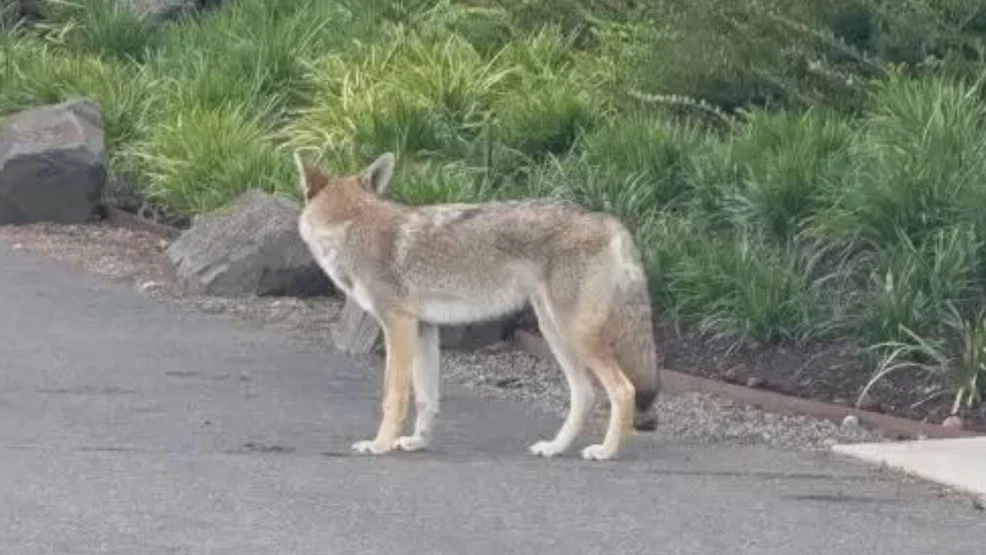 Coyote That Bit 9-Year-Old in Northeast Portland Captured and Euthanized, Officials Confirm