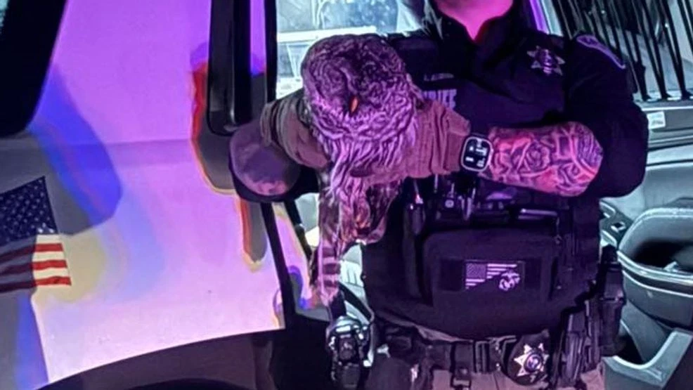 Deputy Rescues Injured Owl in Clark County, Now Recovering at Portland Veterinary Hospital