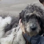 Free Pet Care Clinic to Support Struggling Pet Owners in Downtown Portland