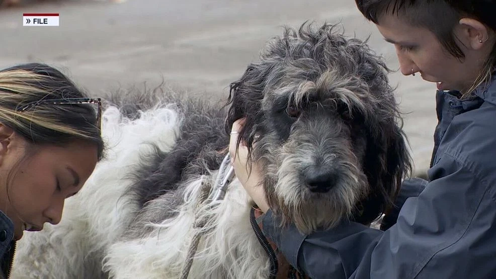 Free Pet Care Clinic to Support Struggling Pet Owners in Downtown Portland