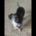 Lost Dog Believed Dead in Wyoming Crash Found Alive a Week Later