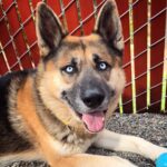 Multnomah County Animal Shelter Over Capacity, Urgently Pleads for Dog Adoptions