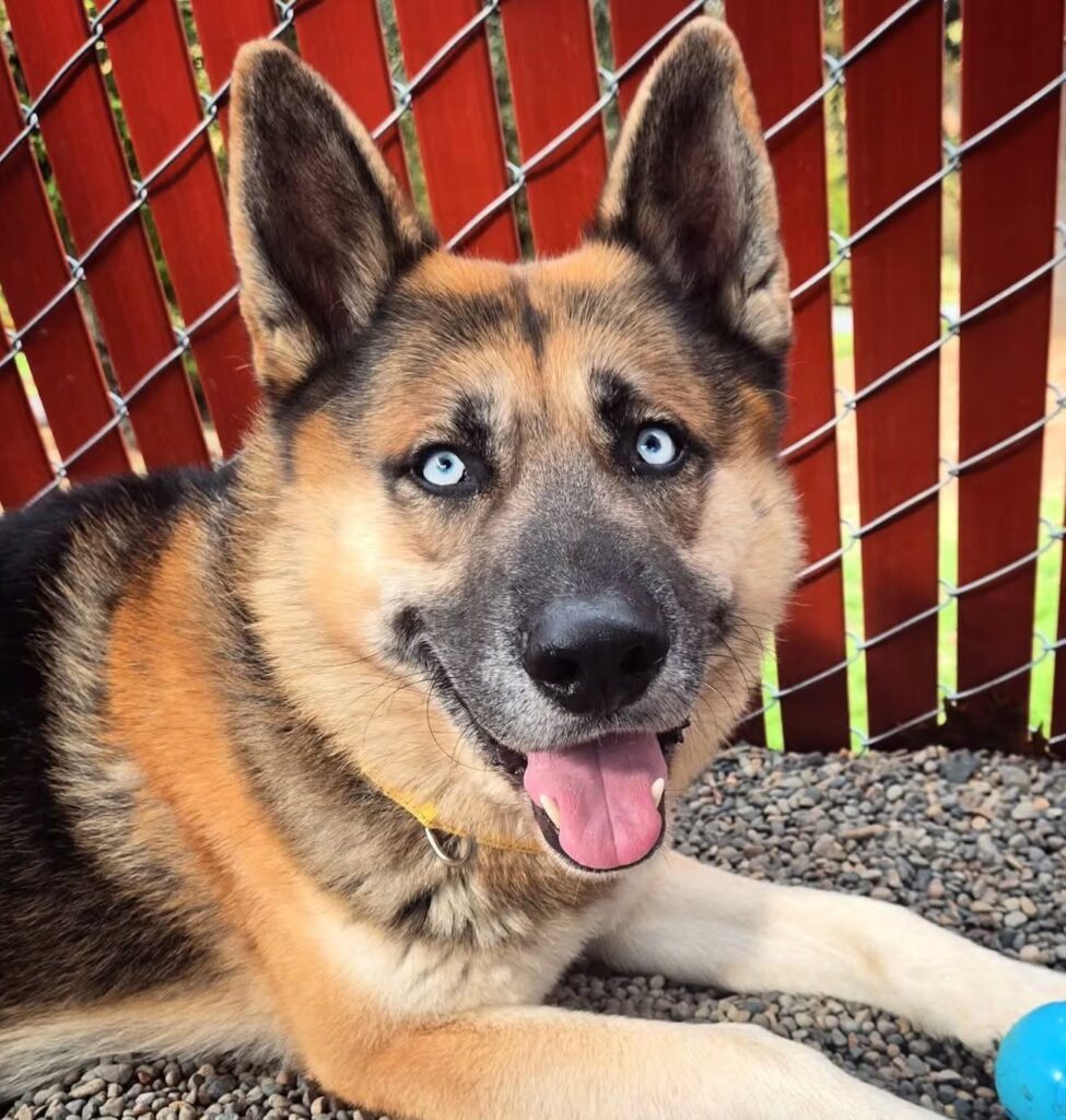 Multnomah County Animal Shelter Over Capacity, Urgently Pleads for Dog Adoptions