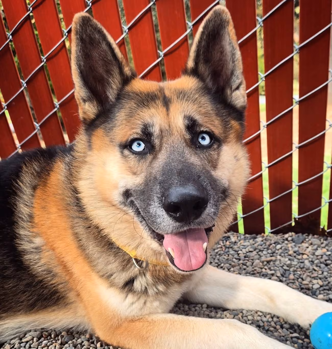 Multnomah County Animal Shelter Over Capacity, Urgently Pleads for Dog Adoptions