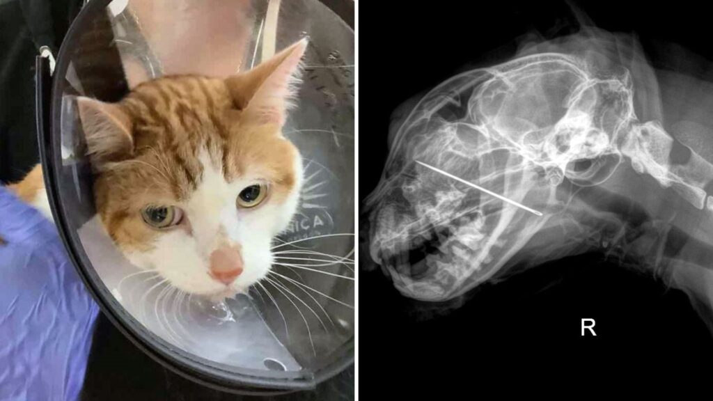 Oregon Family Shocked as X-Ray Reveals Dangerous Object Hidden in Cat’s Mouth