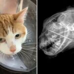 Oregon Family Shocked as X-Ray Reveals Dangerous Object Hidden in Cat’s Mouth