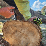 Invasive Beetle Threatens Oregon’s White Oak Trees in Marion and Polk Counties