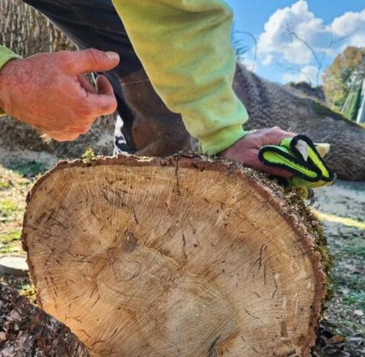 Invasive Beetle Threatens Oregon’s White Oak Trees in Marion and Polk Counties