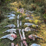 Poacher Sought After Butchered Deer Carcasses Found Dumped in Clackamas County