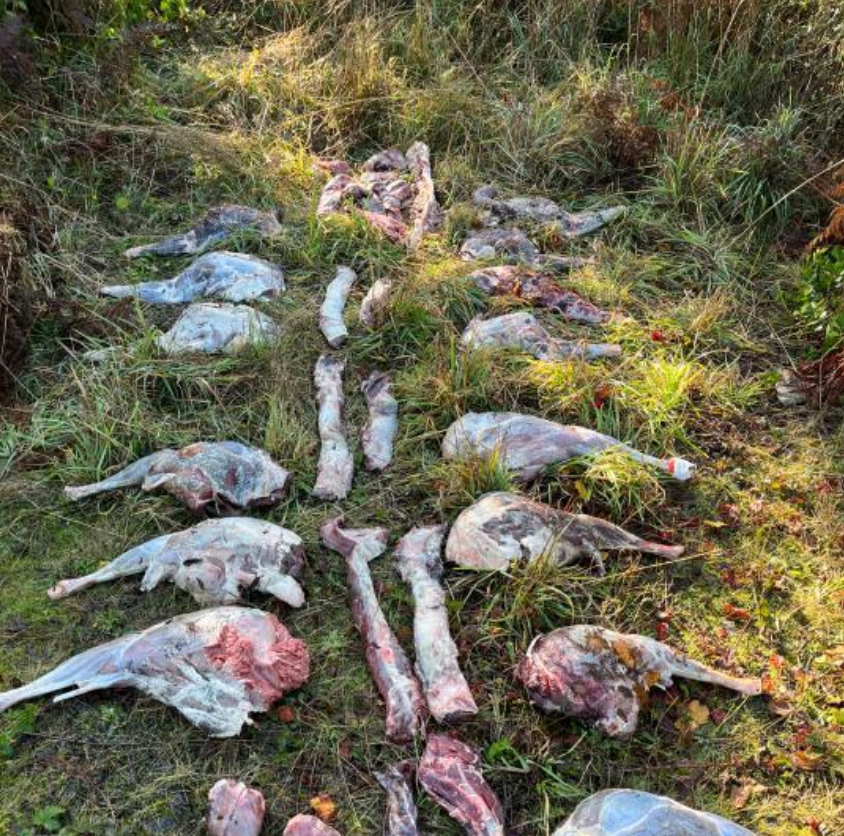 Poacher Sought After Butchered Deer Carcasses Found Dumped in Clackamas County